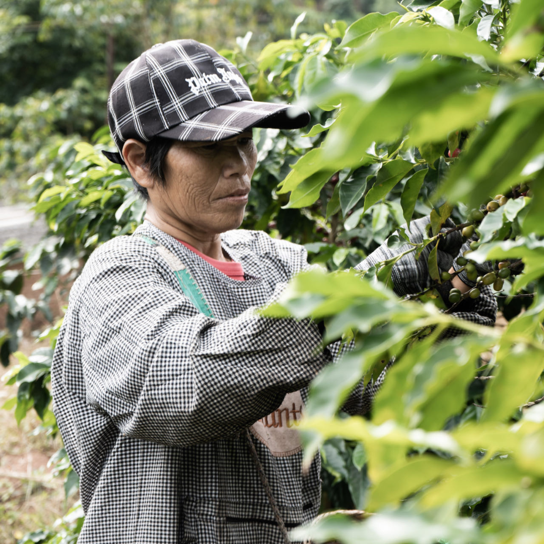 Pu’er, Yunnan